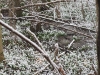 2011-03-26_13
