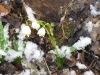 2011-03-26_8