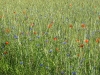 2011-06-04_l