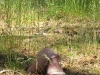 2011-06-04_z13