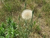 2011-06-04_z15