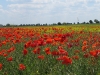 2011-06-04_z17