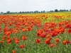 2011-06-04_z18