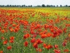 2011-06-04_z19