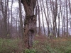 2012-11-17_c2