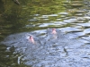 2014 06 10_ma6