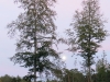 2015 09 26_a8j