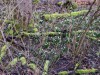 2020-03-08-sniezycowy-jar-monar-13