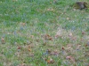 2012-03-31_m
