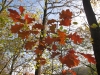 2014 11 04_p