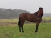 2014 11 15_c9c