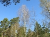 2015 04 19_a3c