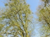 2018 04 18_a1l