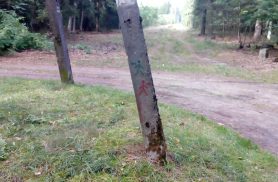 Trasa nr 1 - zielona- Nordic Walking